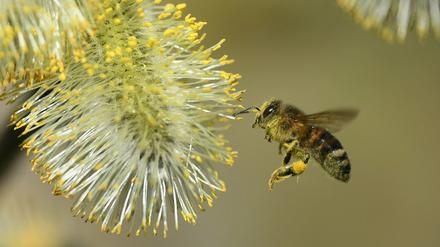 Die Imkerei sei mit der Zucht resistenter Bienensorten gefordert, so Minister Axel Vogel.