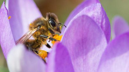 Gleich zwei Initiativen in Brandenburg wollen Bienen retten - nur auf unterschiedlichen Wegen.