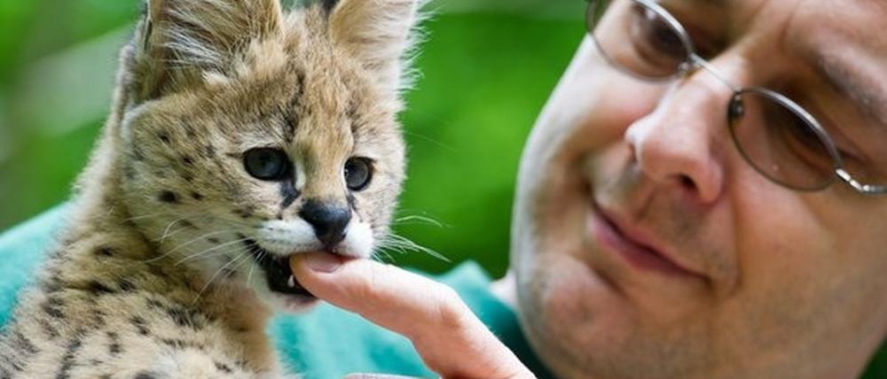 Im Eberswalder Zoo ist dieses Serval-Baby geboren. Vermisst wird es aber nicht.