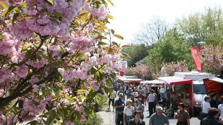 Das Werderaner Baumblütenfest lockt jedes Jahr viele tausend Menschen an.