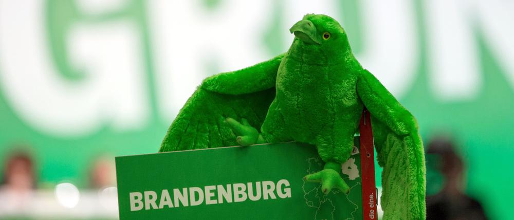 Brandenburgs Grüne sind im Aufwind.