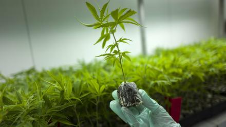 Bislang wird medizinisches Cannabis überwiegend aus Kanada und den Niederlanden importiert. Doch es kommt oft zu Engpässen.