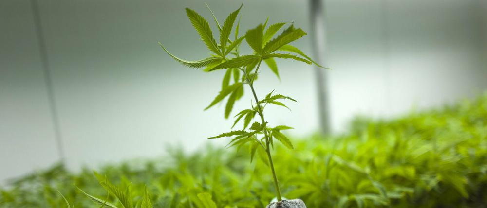 Bislang wird medizinisches Cannabis überwiegend aus Kanada und den Niederlanden importiert. Doch es kommt oft zu Engpässen.