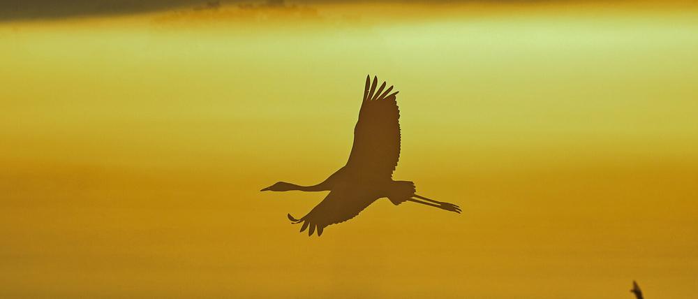 Ein Kranich fliegt am frühen Morgen zum Sonnenaufgang über die neblige Landschaft.