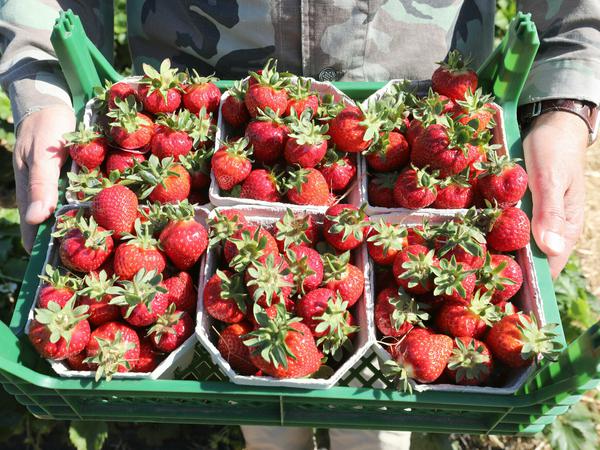21 Prozent weniger Erdbeeren wurden laut Schätzungen in dieser Saison in Brandenburg geerntet.