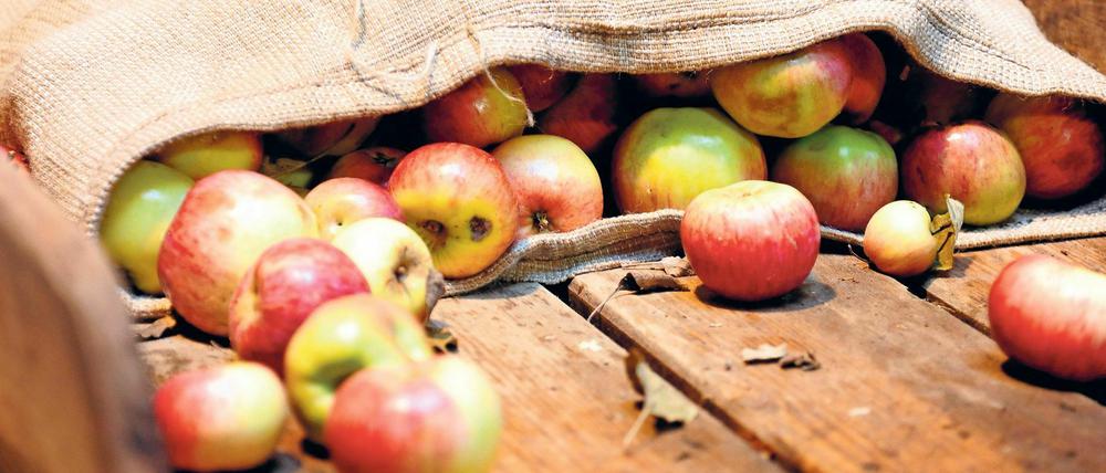"In diesem Jahr wurde uns 20 bis 30 Prozent weniger Obst angeliefert", sagt der Geschäftsführer der Mosterei Klimmek.
