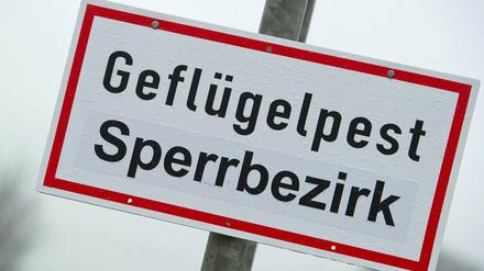 Seit Ende Oktober tritt die Geflügelpest - auch Vogelgrippe genannt - wieder in Deutschland auf.