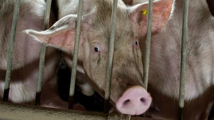 In dem Schlachthof sollen Schweine unsachgemäß betäubt worden sein.(Symbolbild).