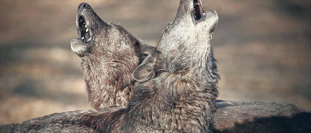 Das große Heulen. Für die einen ist er ein Räuber, für andere ein Mythos. Die Rückkehr des Wolfes polarisiert auch Brandenburg. Während Tierschützer sich freuen, sind Schäfer, Jäger und Anwohner in den Wolfsrevieren immer noch skeptisch.