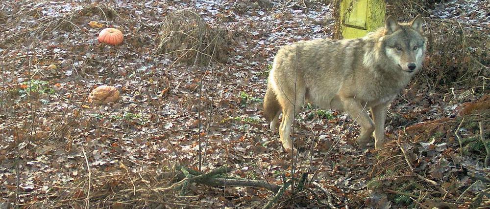 Vegetarier leben gefährlich. Jedenfalls, wenn sie Wölfe sind. Der zweijährige Rüde soll nicht länger auf Komposthaufen seine Nahrung suchen. Er wurde jetzt zum Abschuss freigegeben.