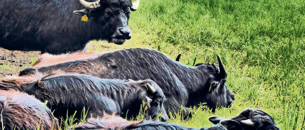 Schwergewichte. Im Naturschutzgebiet Fließtal im Berliner Bezirk Reinickendorf wurden Wasserbüffel 2015 zur Beweidung der Sumpfwiesen angesiedelt.