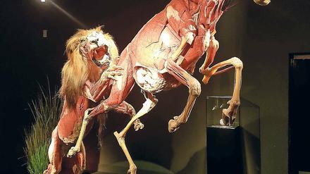 Voll im Sprung. Löwe „Icke“ jagt eine Onyx-Antilope im Menschen-Museum. Die komplizierte Anfertigung der Plastinate hat drei Jahre gedauert.