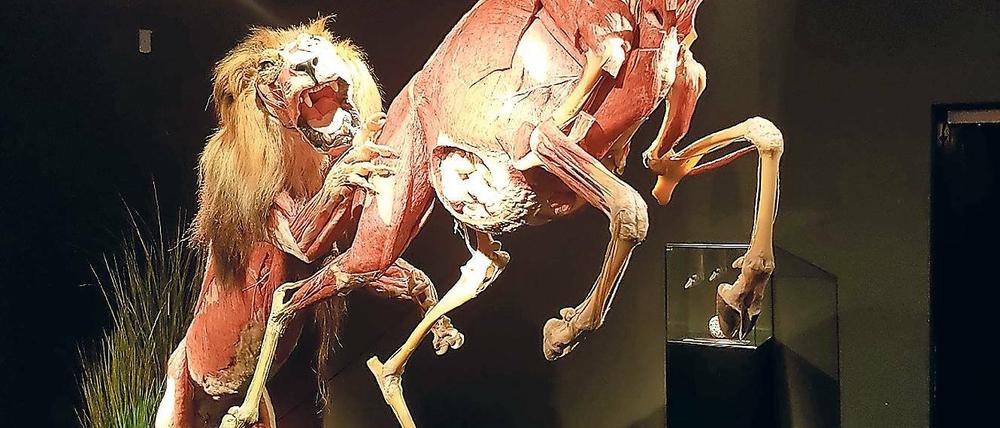 Voll im Sprung. Löwe „Icke“ jagt eine Onyx-Antilope im Menschen-Museum. Die komplizierte Anfertigung der Plastinate hat drei Jahre gedauert.