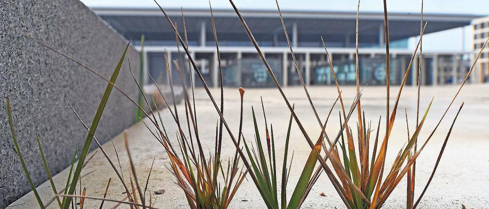 Das Gras wachsen hören. 2017, 2018 oder 2019 – den Eröffnungstermin für den Großstadtflughafen BER halten Experten nach wie vor für offen. Mittlerweile erobert sich die Natur die Baustellen zurück.