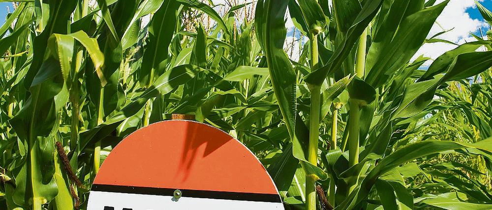 Keine Chance für Genmais. Ab sofort darf auch in Brandenburg genetisch veränderter Mais der Sorte MON 810 weder verkauft noch gepflanzt werden. Viele Landwirte haben ihr Saatgut aber bereits. Nun müssen sie Ersatz kaufen.