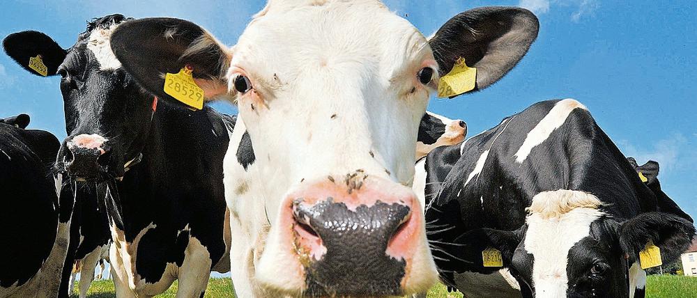 Auslaufmodell Milchkuh. Trotz vieler Lösungsvorschläge ist das Geschäft mit der Milch weiterhin unrentabel. Nach wie vor ist das Angebot größer als die Nachfrage. Im Schnitt machen Bauern in Brandenburg bei jedem Liter Milch rund zehn Cent Verlust.