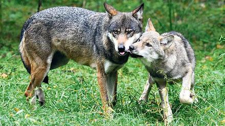 Gesellig. Ein Wolfsrudel besteht aus zwei erwachsenen Tieren und bis zu zehn Jungwölfen.