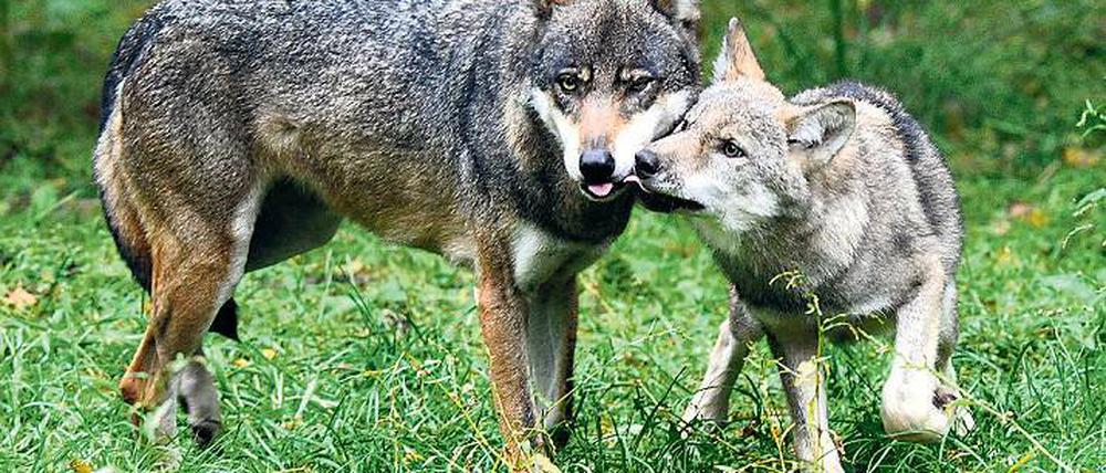 Gesellig. Ein Wolfsrudel besteht aus zwei erwachsenen Tieren und bis zu zehn Jungwölfen.