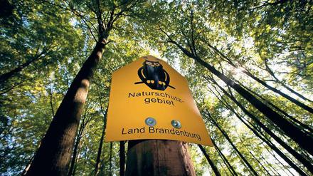 Natur pur. Seit 2011 ist der „Buchenwald Grumsin“ Unesco-Weltnaturerbe. Das nahe Altkünkendorf ist für viele Besucher die erste Anlaufstelle.