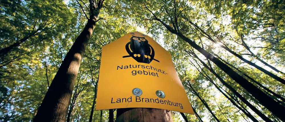 Natur pur. Seit 2011 ist der „Buchenwald Grumsin“ Unesco-Weltnaturerbe. Das nahe Altkünkendorf ist für viele Besucher die erste Anlaufstelle.