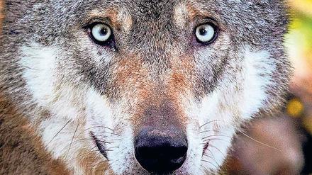 Im Visier. Bei einer Gesellschaftsjagd erschoss ein dänischer Jäger in der Mark eine Wölfin. Die Tiere sind streng geschützt.