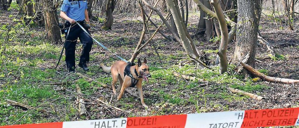 Im Einsatz. Die Polizei suchte am Donnerstag mit drei Spürhunden nach der Leiche des vermissten Mädchens in dem Waldgebiet in der Nähe des Nymphensees – bisher ohne Erfolg.