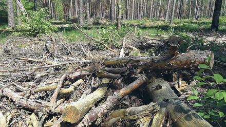 Zündstoff. Trockenes Bruchholz liegt in einem Waldstück bei Borgsdorf. Das trockene Wetter der letzten Wochen hat die Waldbrandgefahr steigen lassen.