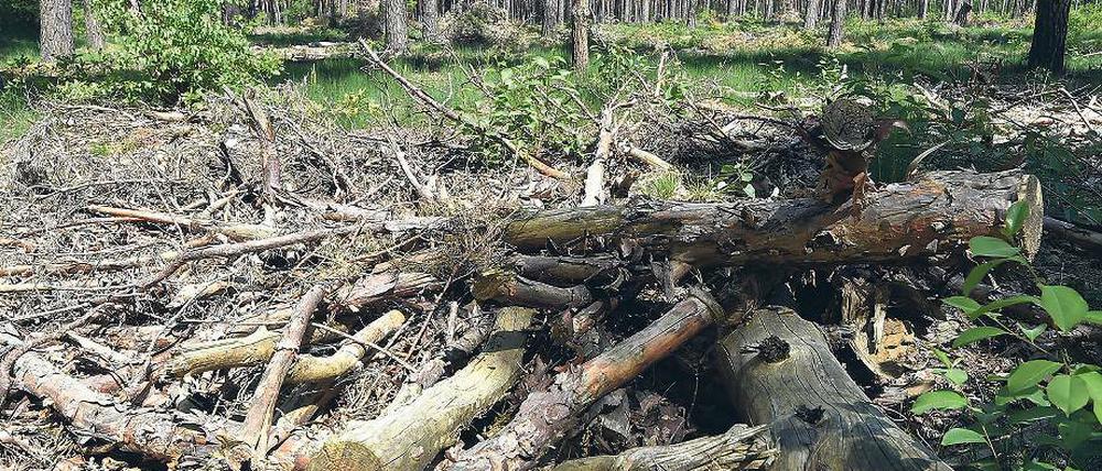 Zündstoff. Trockenes Bruchholz liegt in einem Waldstück bei Borgsdorf. Das trockene Wetter der letzten Wochen hat die Waldbrandgefahr steigen lassen.