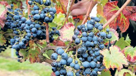 Märkischer Wein. Brandenburgs Landwirte müssen sich auf den Klimawandel einstellen. Weinanbau könnte bei den wärmeren Temperaturen ein lohnendes Geschäft sein. Auch Oliven könnten hierzulande gedeihen.