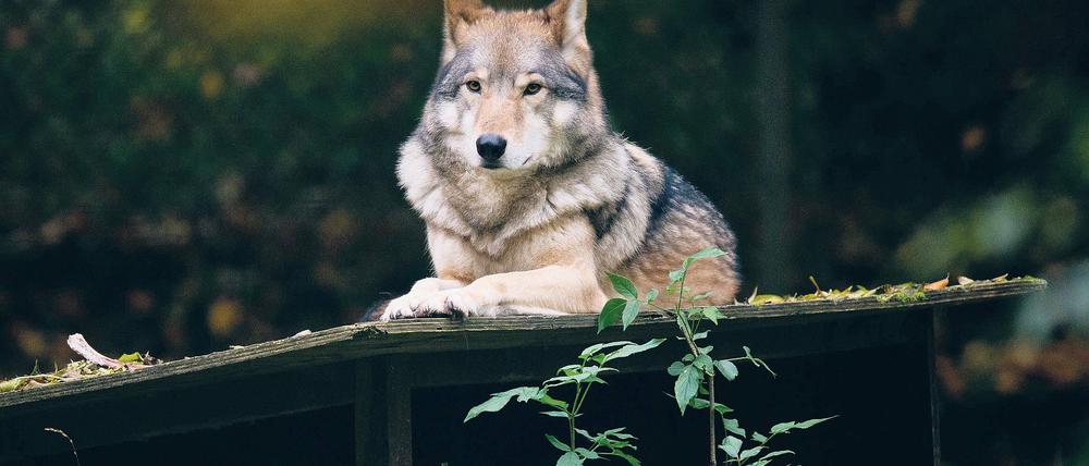 Umstrittener Zeitgenosse. Ein nachweislich gefährlicher Wolf dürfe geschossen werden, findet man auch beim Umweltschutzbund Nabu.