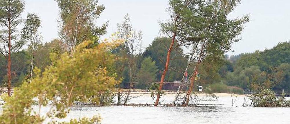 Über Nacht ist die Insel im Senftenberger See, der in einem ehemaligen Tagebaugebiet entstand, versunken. Nur noch die Bäume ragen aus dem Wasser.