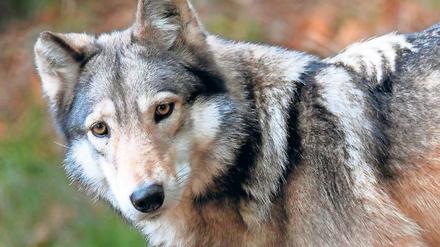 Wo die wilden Wölfe wohnen. In Brandenburg leben nach Angaben des Landesumweltamtes 37 Wolfsrudel und ein Wolfspaar.