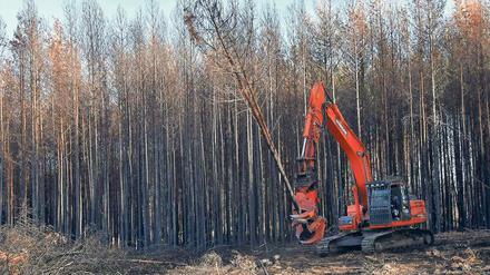Eine Harvester-Maschine fällt verbrannte Kiefern im Gebiet bei Treuenbrietzen, wo ein großes Feuer wütete. 