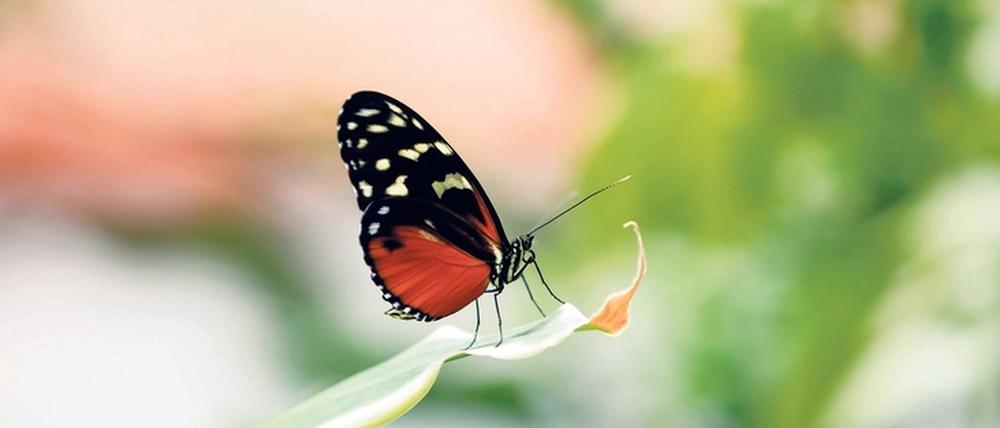 Umweltschützer befürchten, dass Schmetterlinge wegen Pestiziden aus der Landwirtschaft in Brandenburg immer seltener werden.