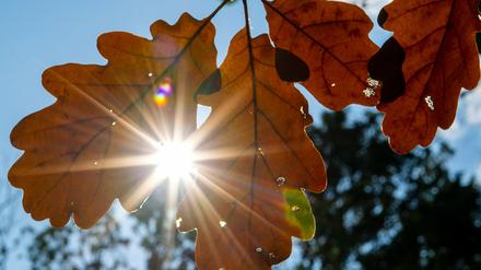 Der goldene Herbst stellt sich zwar noch nicht ein. Aber recht warm wird es zum Teil trotzdem.