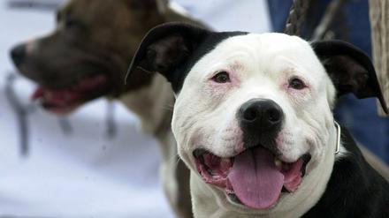 Pitbull Terrier gehören zu den sogenannten Kampfhunden, die in Brandenburg vom Halteverbot betroffen sind. 
