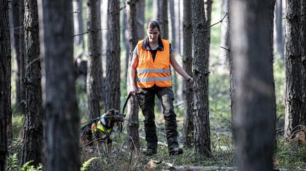 Kadaversuchhund Bailey sucht mit seiner Hundeführerin Annina Brüssing im Landkreis Oder-Spree nach Fallwild im von der Afrikanischen Schweinepest betroffenen Gebiet.