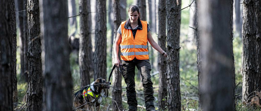 Kadaversuchhund Bailey sucht mit seiner Hundeführerin Annina Brüssing im Landkreis Oder-Spree nach Fallwild im von der Afrikanischen Schweinepest betroffenen Gebiet.