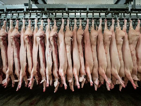 Halbierte Schweine hängen im Schlachthof.