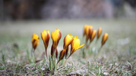 Heute ist meteorologischer Frühlingsanfang. Diese Krokusse in Potsdam ragen schon ihre Köpfe empor.
