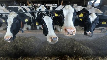 Das Ministerium hat Rindertransporte in Drittstaaten vorerst untersagt.