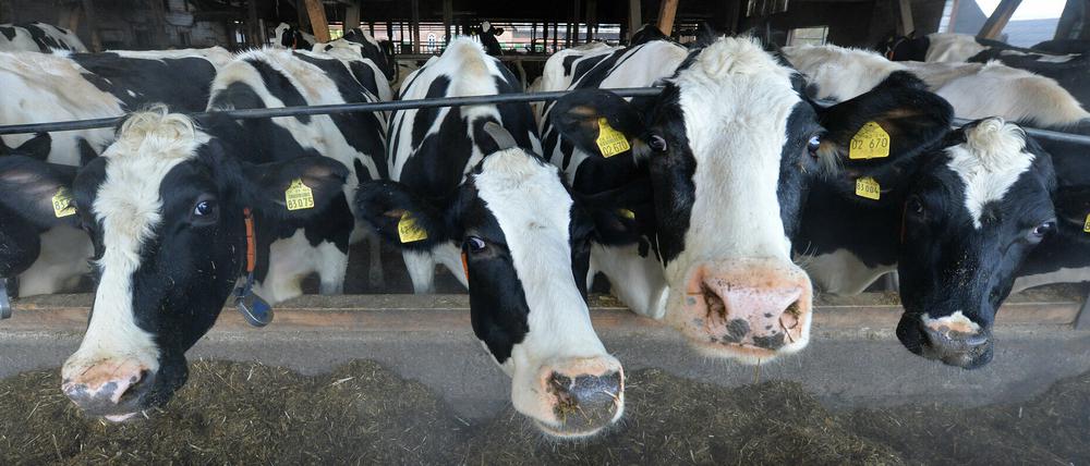 Das Ministerium hat Rindertransporte in Drittstaaten vorerst untersagt.