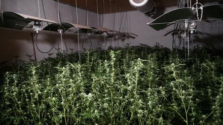 Mehrere hundert Cannabispflanzen sind in Kotzen von der Polizei beschlagnahmt worden. 