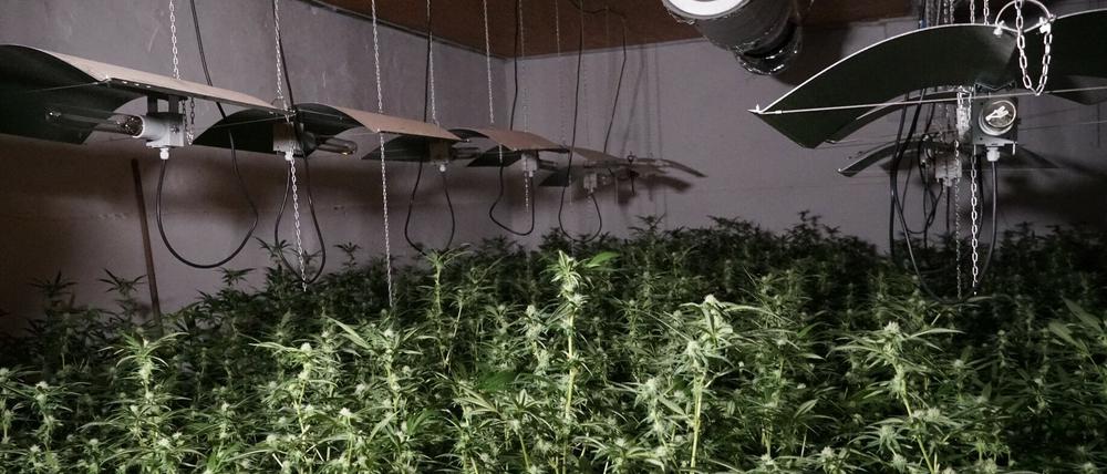 Mehrere hundert Cannabispflanzen sind in Kotzen von der Polizei beschlagnahmt worden. 