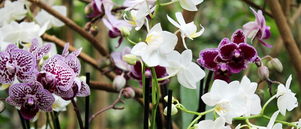 Orchideenblüte in der Potsdamer Biosphäre