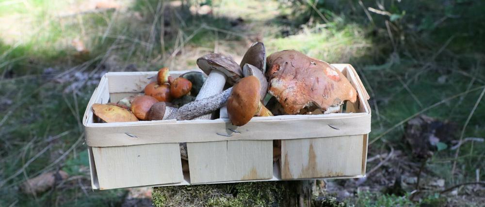 In einigen Regionen fällt es Sammlern schwer, den Pilzkorb zu füllen.