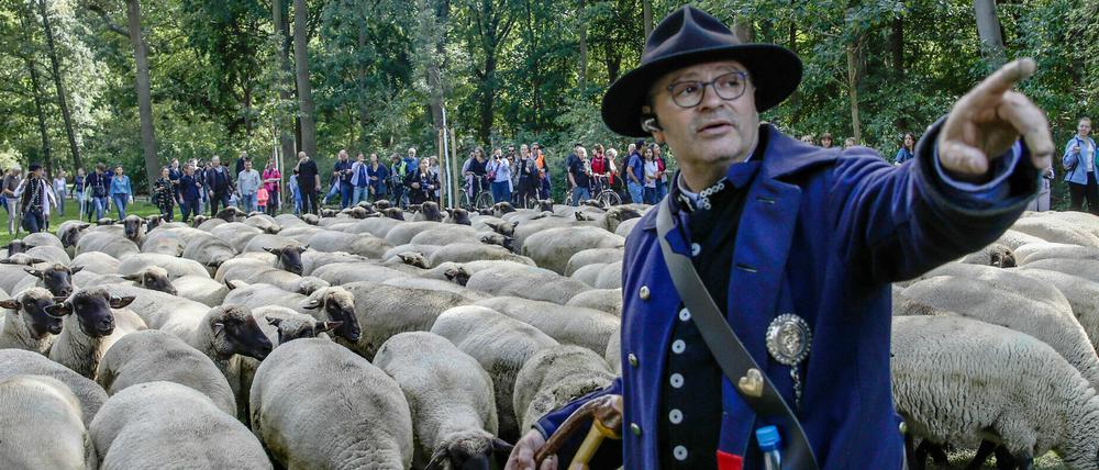 Knut Kucznik steht bei einer Demonstration von Schäfern und ihren Hirtenhunden im Berliner Tiergarten 2019 vor einer Schafherde. 