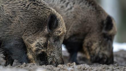 Für Wild- und Hausschweine sind die Viren meist tödlich.