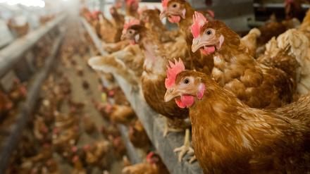 In Hühner-Mastbetrieben kommen Antibiotika wieder vermehrt zum Einsatz.