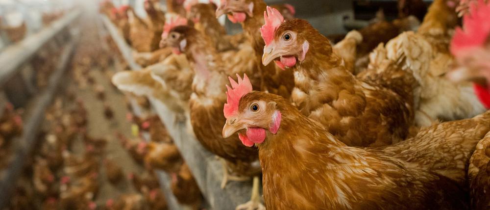 In Hühner-Mastbetrieben kommen Antibiotika wieder vermehrt zum Einsatz.